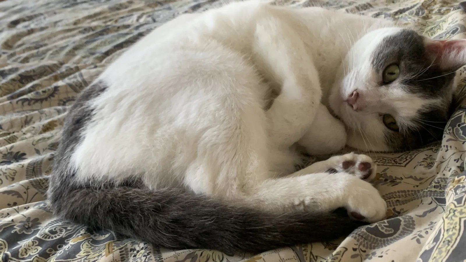 Derek Peterson's Cat (or Otter) Babou