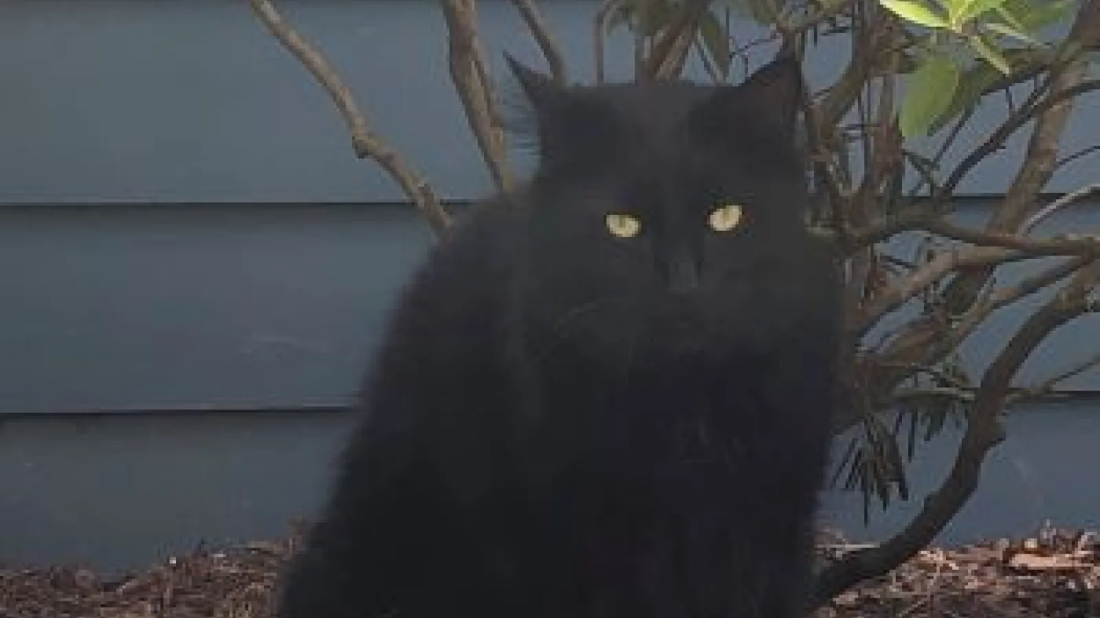 SEELC Faculty Dr. Jenny Suchland's Cat Hieronymous Bosch