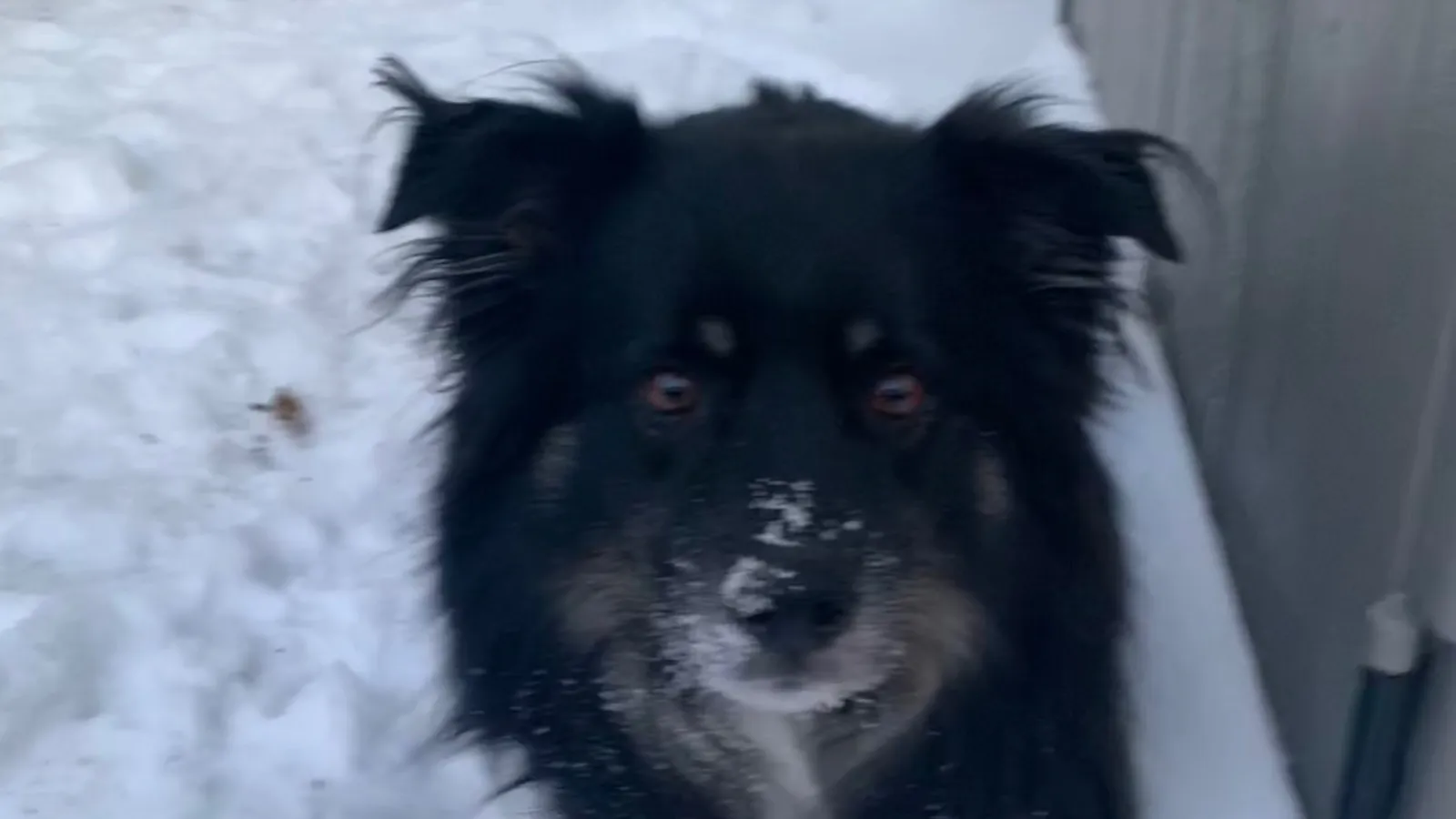 Program Coordinator Derek Peterson's Dog Lemmy
