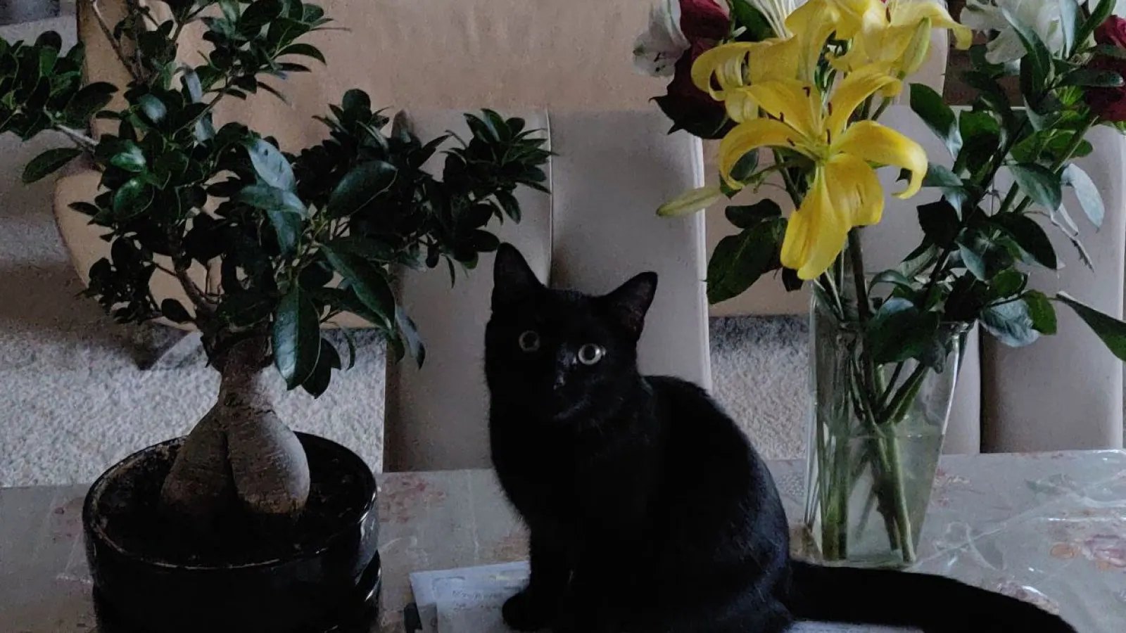 Language Program Coordinator Dr. Larysa Stepanova's Cat Tosya