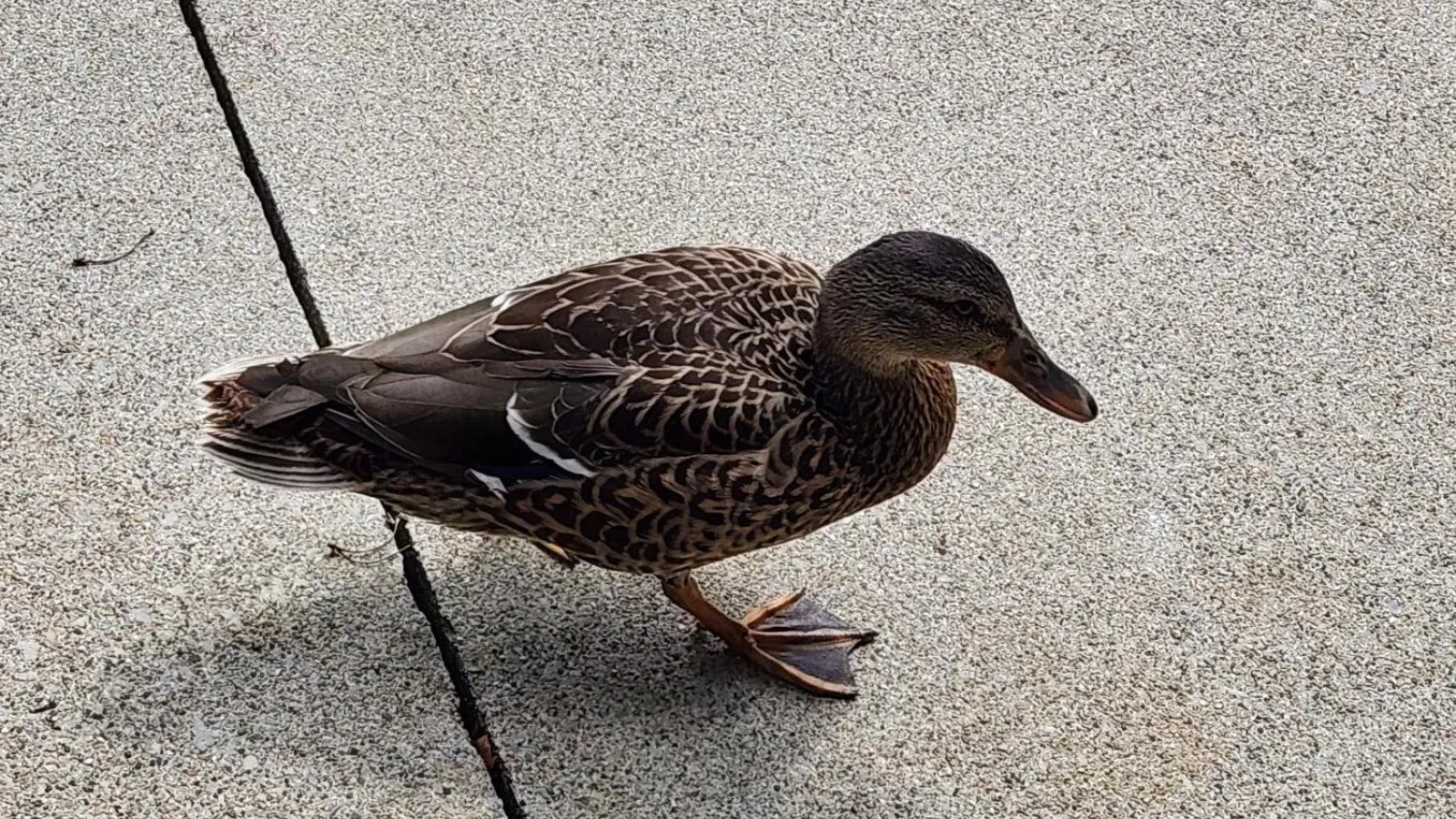 duck photo