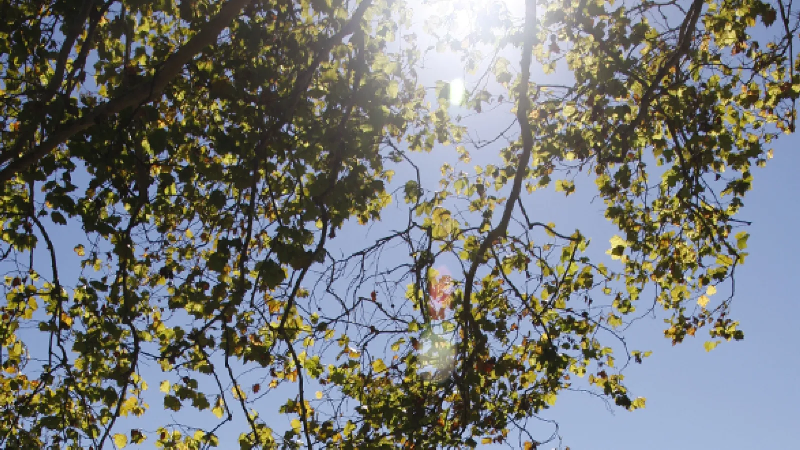 Trees