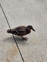 duck photo