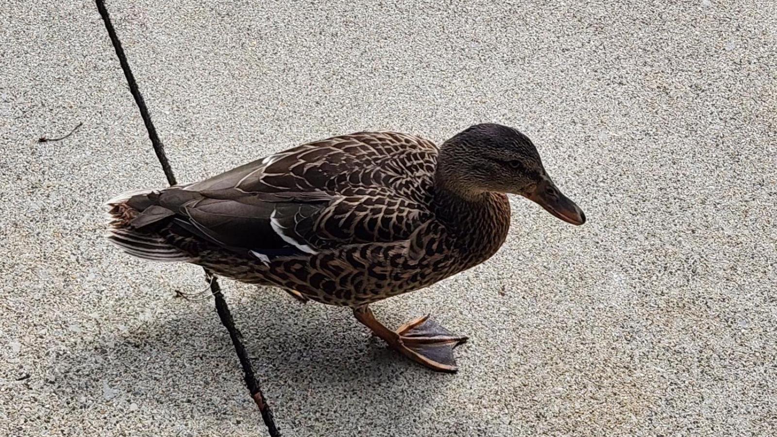 duck photo