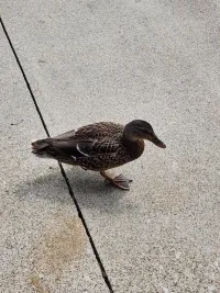 duck photo